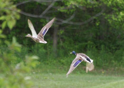 Canne de bois activite observation oiseaux - Camping canne de bois a Hemmingford